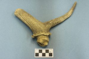 Archeozoologo: Frammento di palco di cervo (Cervus elaphus)