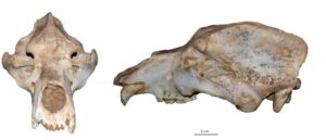 cranio orso delle caverne