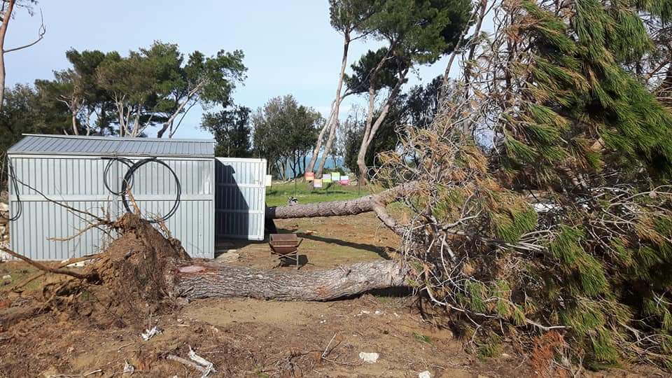 Poggio del Molino, a proposito di pini e proteste social