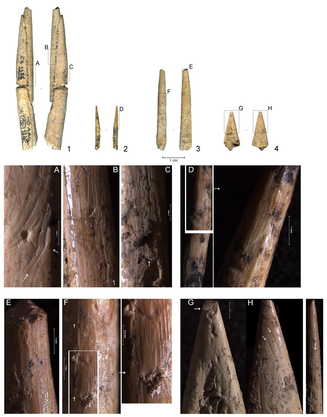 Riparo del Broion strumenti in osso